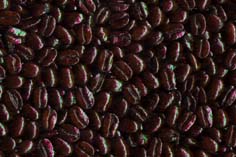 Coffee Roasted Fresh Daily