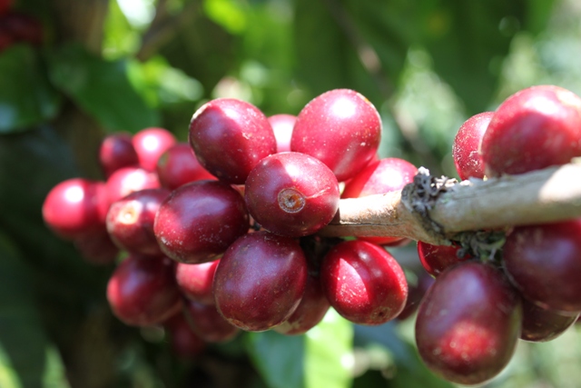 Pacamara cherry varietal at El Injerto Pacamara cherry varietal at El Injerto