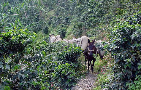 Colombia Concordia region