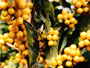 coffee fazenda brazil