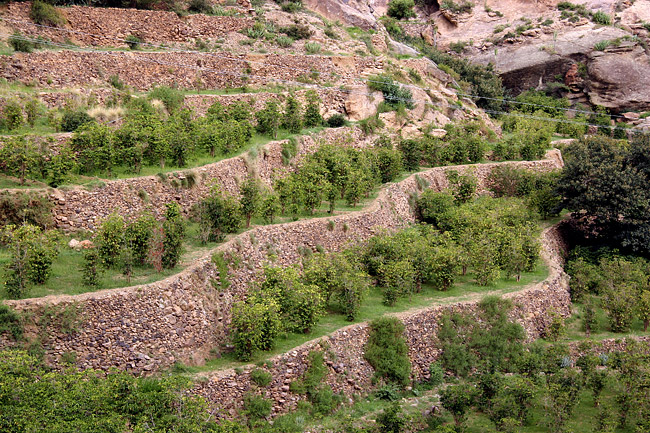 Coffee growing Yemen Harazi region