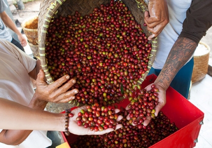 Sumatra Mandheling Fair Trade Organic French Roast