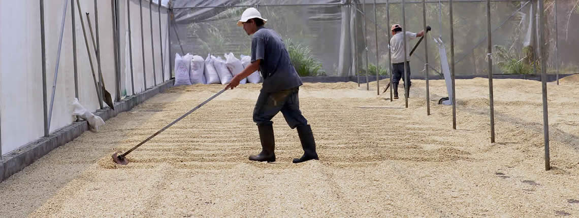 Sourcing The Worlds Finest Coffee