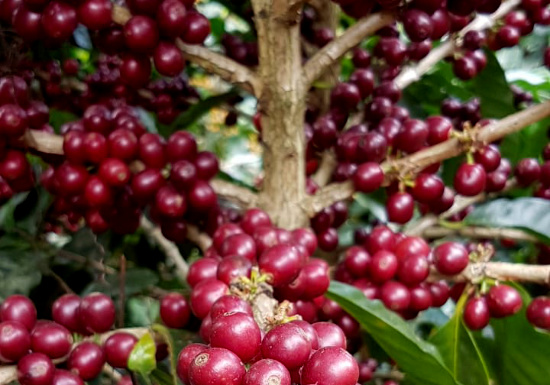 Panama Abu Geisha Natural Lot GN-25