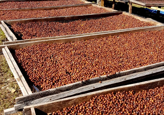 Panama Abu Geisha Natural Lot GN-25