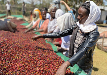 Ethiopia 'Wush Wush' Natural Grade 1