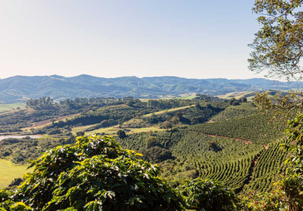 Brazil Fazenda Santa Lucia Yellow Bourbon