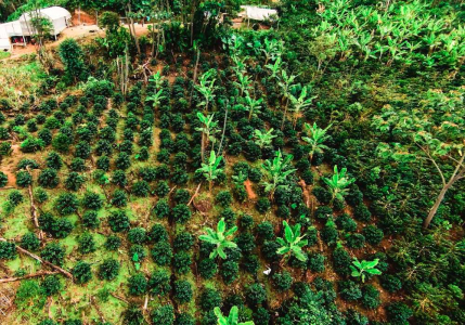 Ecuador Yacuri Farm Sidra