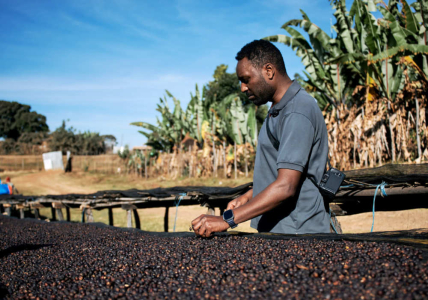 Ethiopia Guji Laayyoo Natural Grade 1