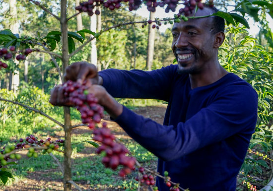 Ethiopia Shakiso Natural Organic
