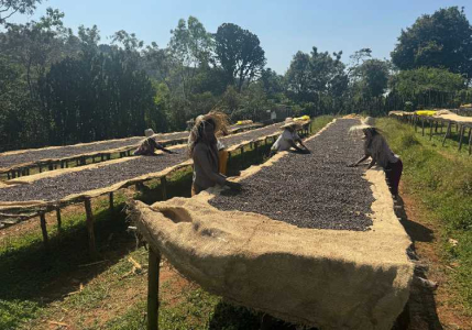 Ethiopia Yrgacheffe Idido Natural Grade 1