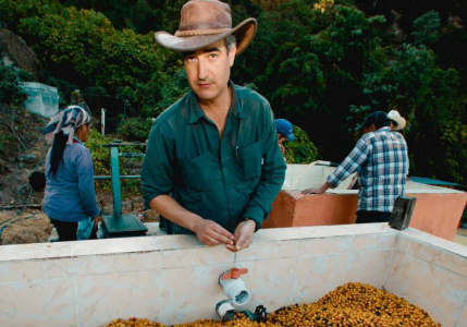 Guatemala El Socorro Pacamara