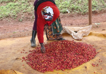 Kenya AA Barichu