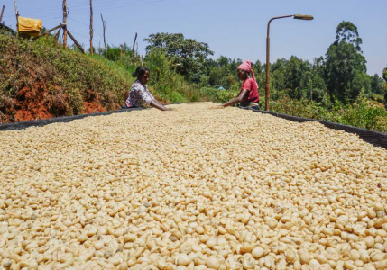 Kenya Gachatha AB
