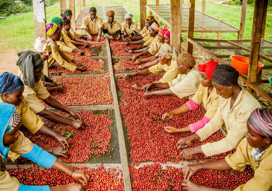 Rwanda Bourbon French Roast