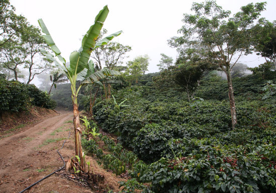 Nicaragua Java Natural La Benedicion
