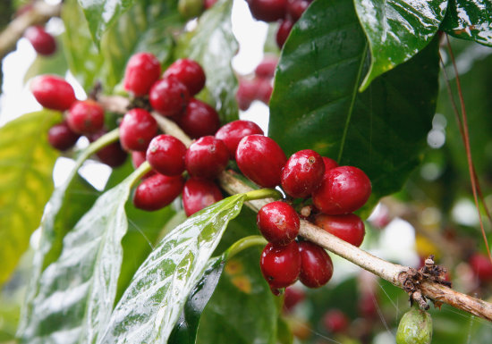 Nicaragua Java Natural La Benedicion
