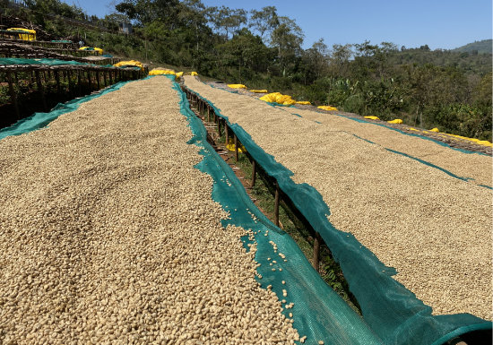 Ethiopia Yrgacheffe Reko Onancho Grade 1