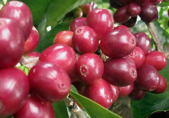 Peru Queromarca Microlot
