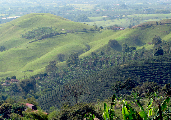 Colombia Supremo French Roast