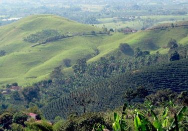 Colombia Supremo French Roast