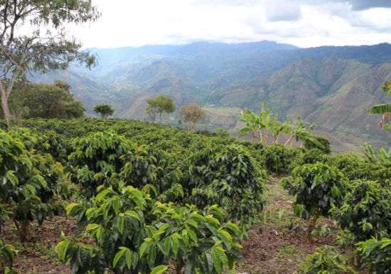 Colombia Finca Los Gusmanes