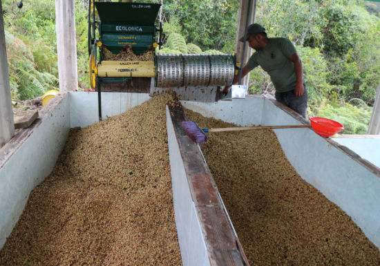 Colombia Finca Los Gusmanes