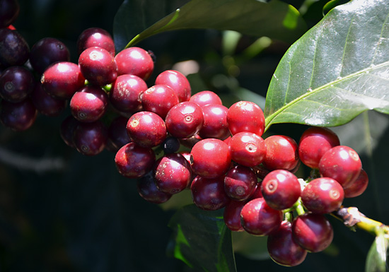Costa Rica French Roast