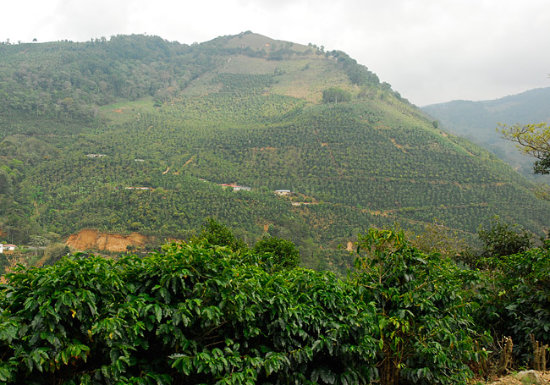 Costa Rica Don Oscar 1800 Tarrazu Microlot
