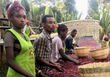 Ethiopia Hambela Natural Organic