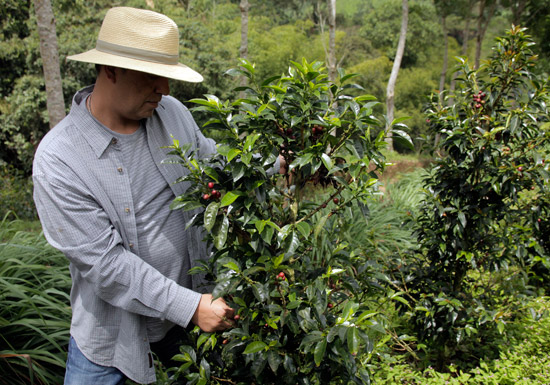 Resultado de imagen para cafe granja la esperanza