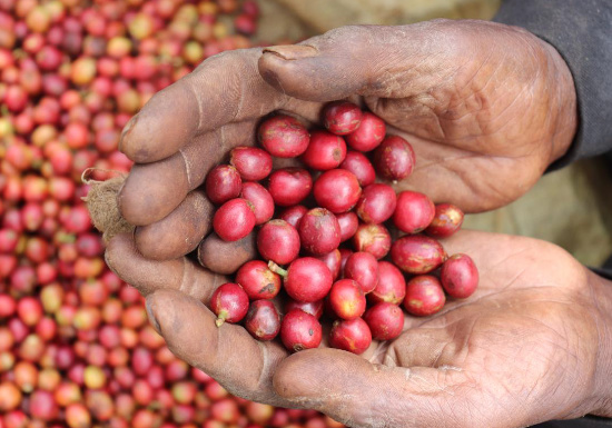 Kenya AA Gaturiri