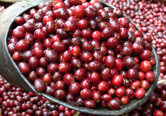 El Salvador Finca Kilimanjaro Natural Process
