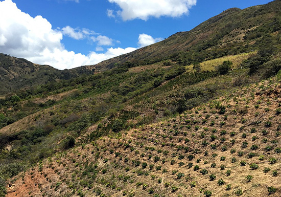 Colombia Las Murgas Microlot
