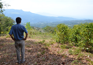 Panama Elida Estate Catuai Natural